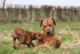 RODESIAN RIDGEBACK 077